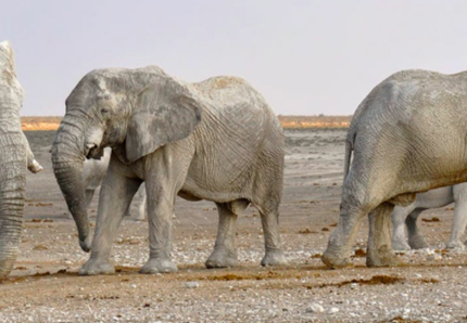 Ha riaperto in sicurezza lo zoo safari di Pombia